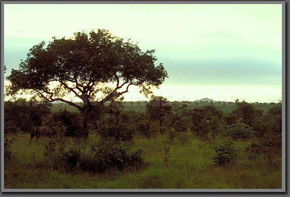 savana