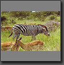 SOUTH AFRICA SAFARI PHOTO GALLERY!!!