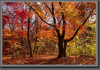 Autumn in Seoul South Korea January 2016