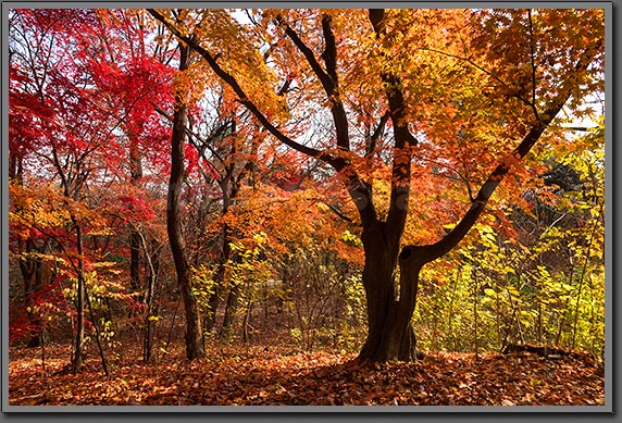 Seoul secret garden photo