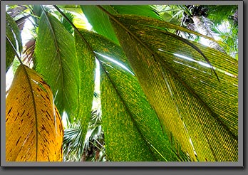 Seychelles Palms