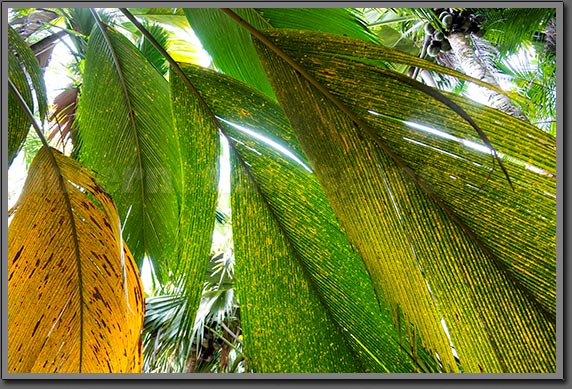Seychelles Palms