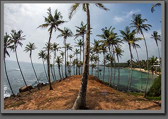 Mirissa Palms