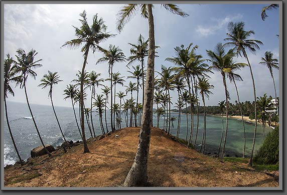 Mirissa Palms