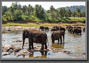 Elephants