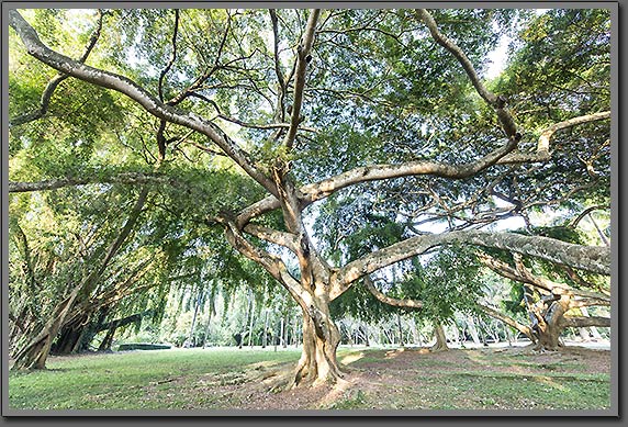 Sri Lanka Tree photo
