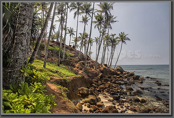 Mirissa Palms 2 image