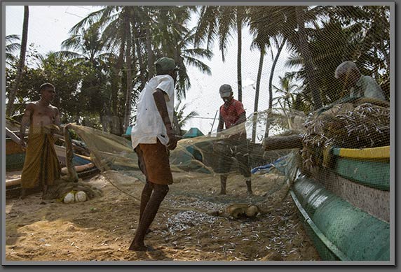 Tangalle Fisherman