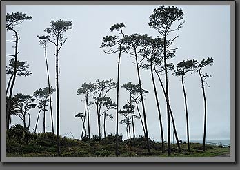 Punta del Este trees