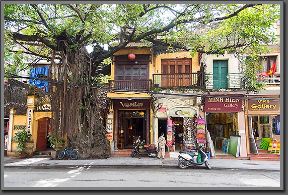 Ficus Hanoi street