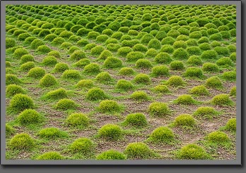 Lisboa grass